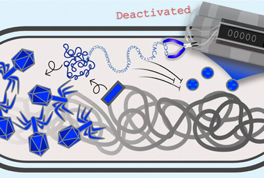 thumbnail for publication: Prophages encode phage-defense systems with cognate self-immunity.