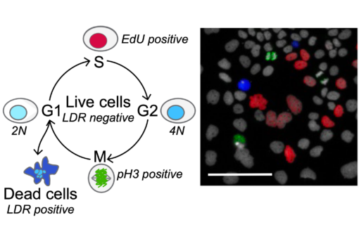 thumbnail for publication: Multiplexed and reproducible high content screening of live and fixed cells using Dye Drop