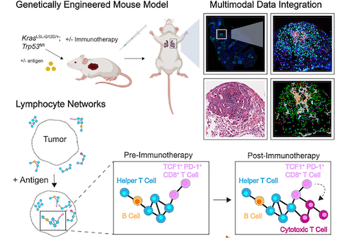 thumbnail for publication: Lymphocyte networks are dynamic cellular communities in the immunoregulatory landscape of lung adenocarcinoma
