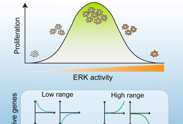 thumbnail for publication: Multi-range ERK responses shape the proliferative trajectory of single cells following oncogene induction.